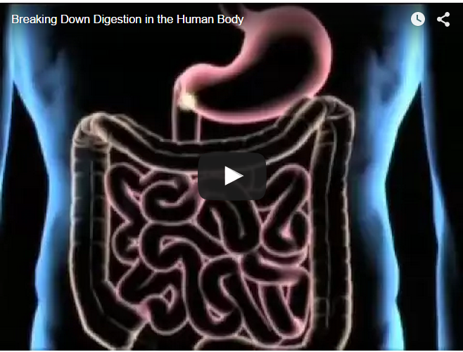Digestion